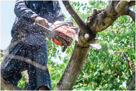 tree services Shiocton
